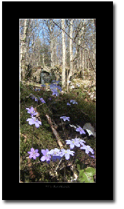 Still Panorama - Hepatica